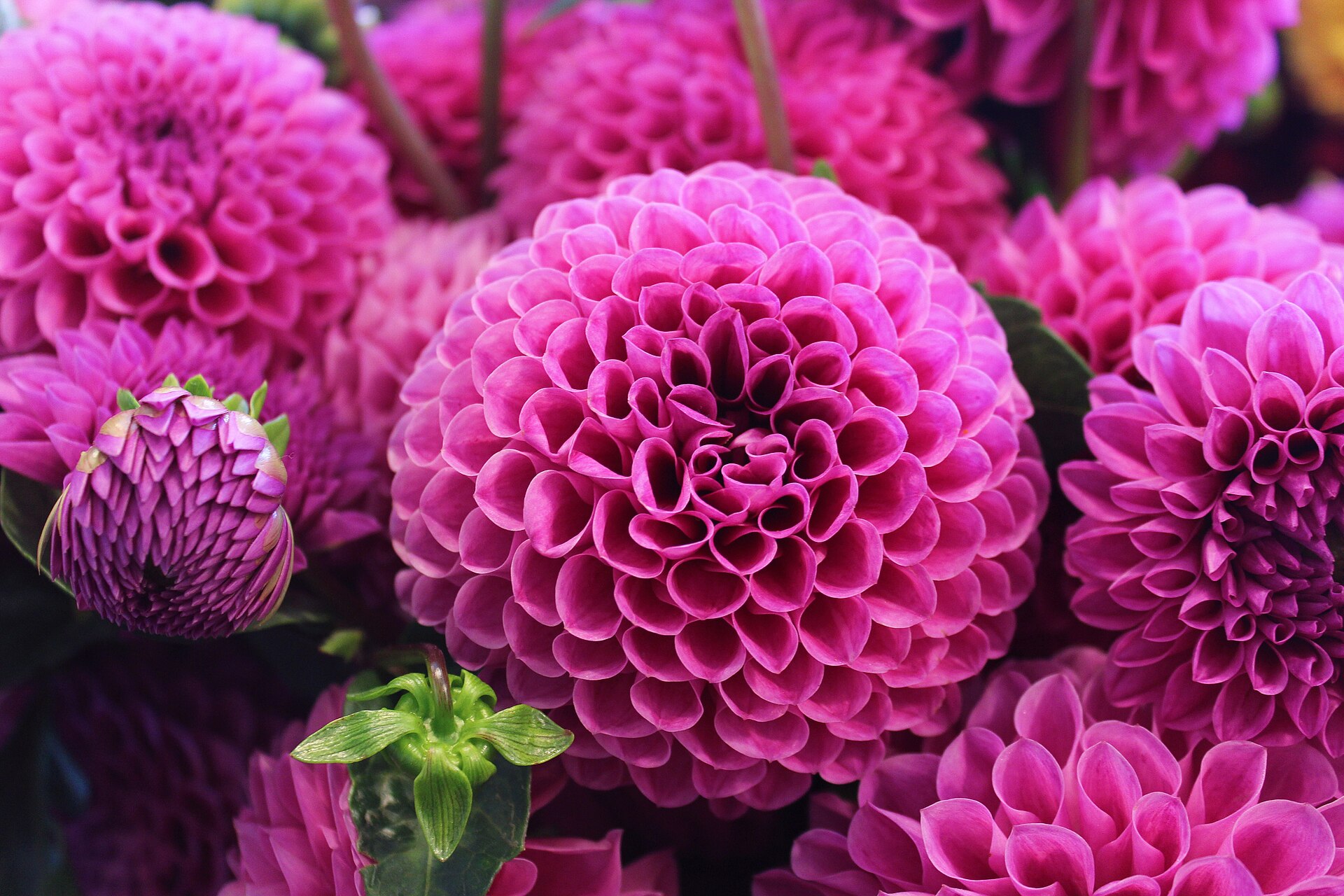 Pink pompon dahlias