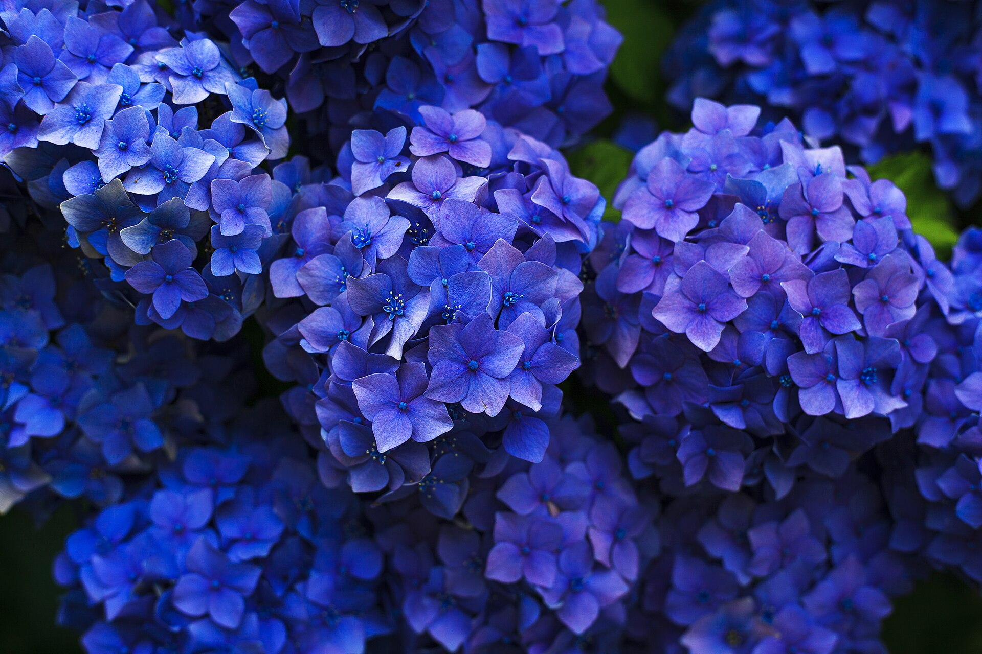 Deep blue hydrangea flower heads