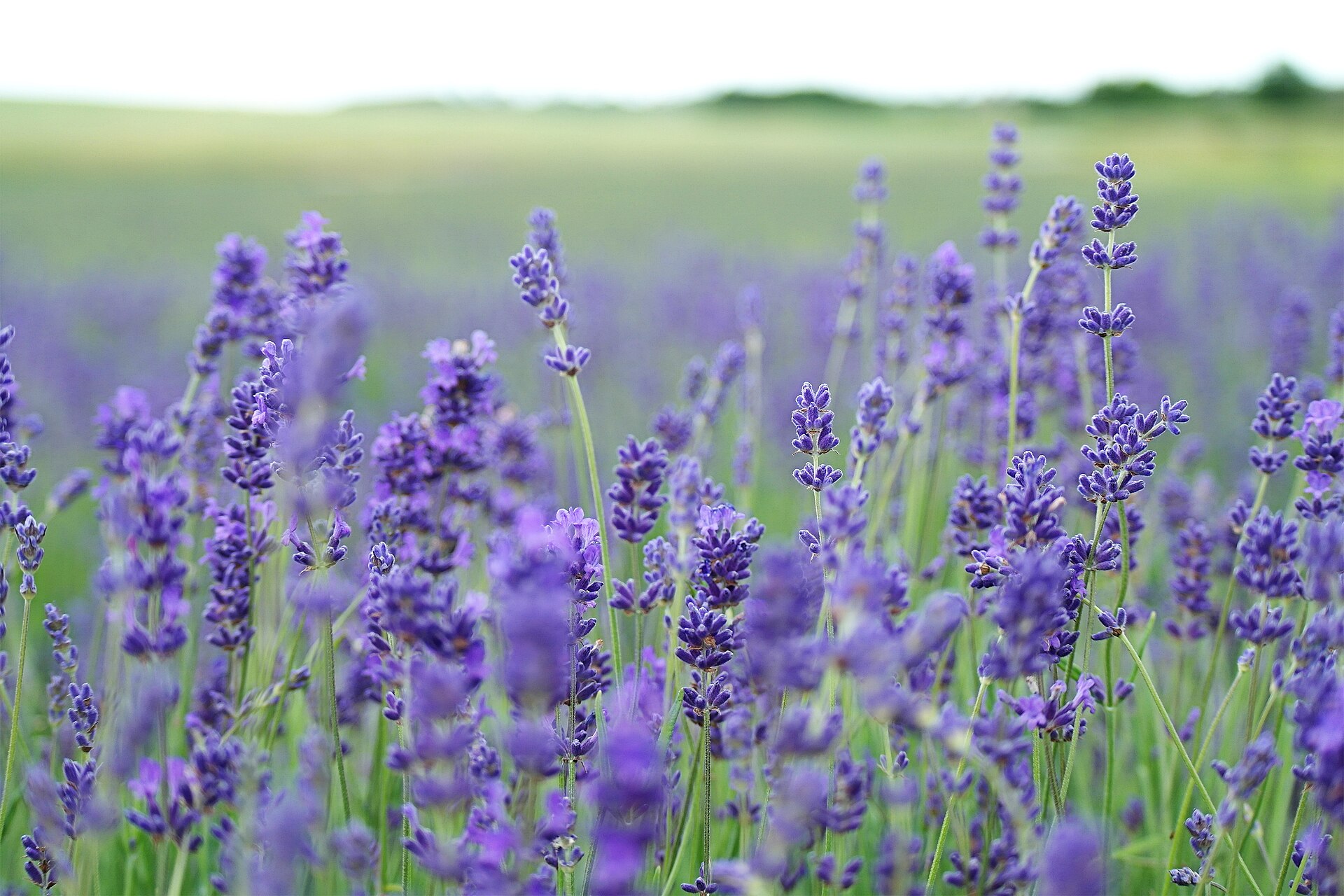 Lavender flowers in a field
