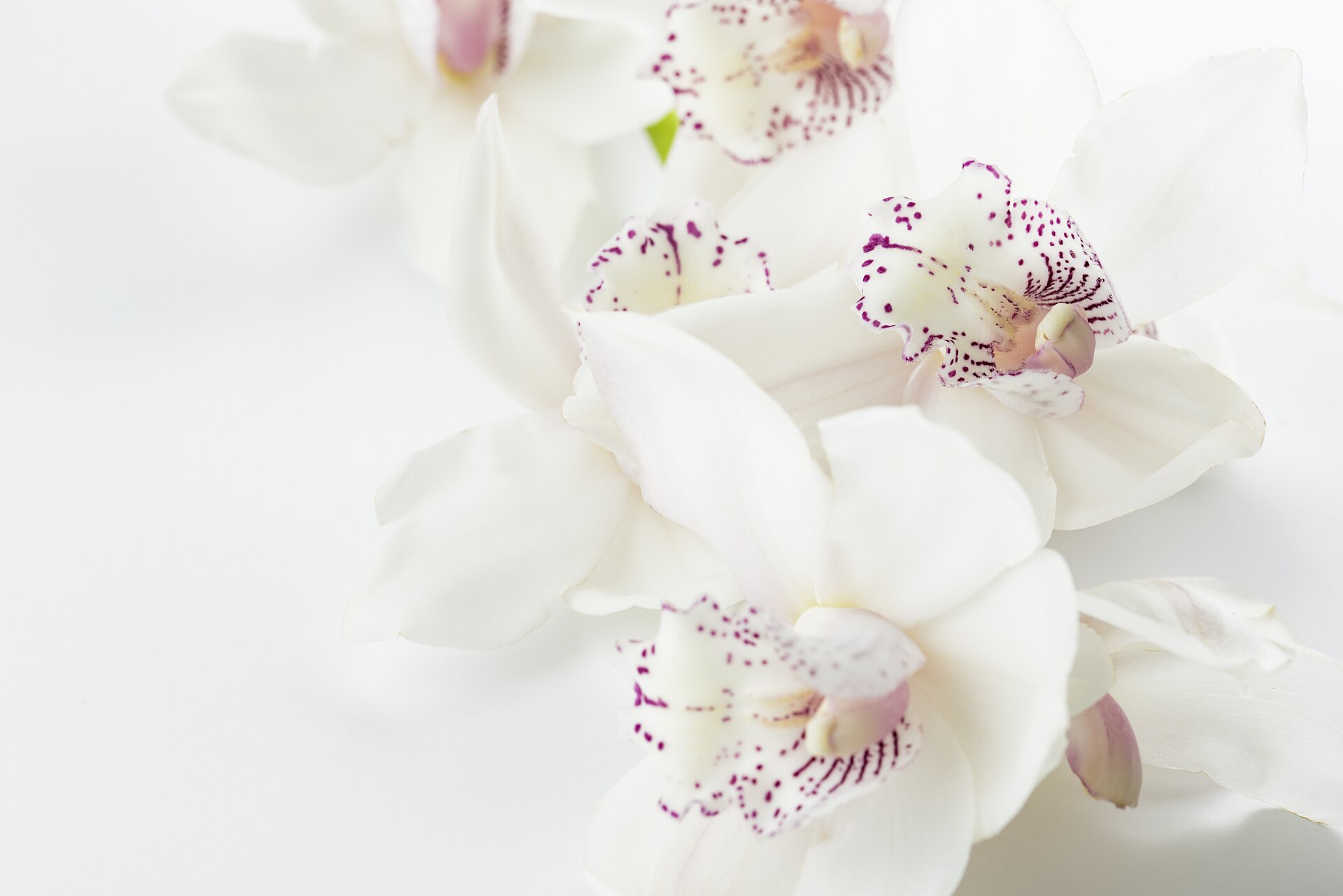 White cymbidium orchid flowers
