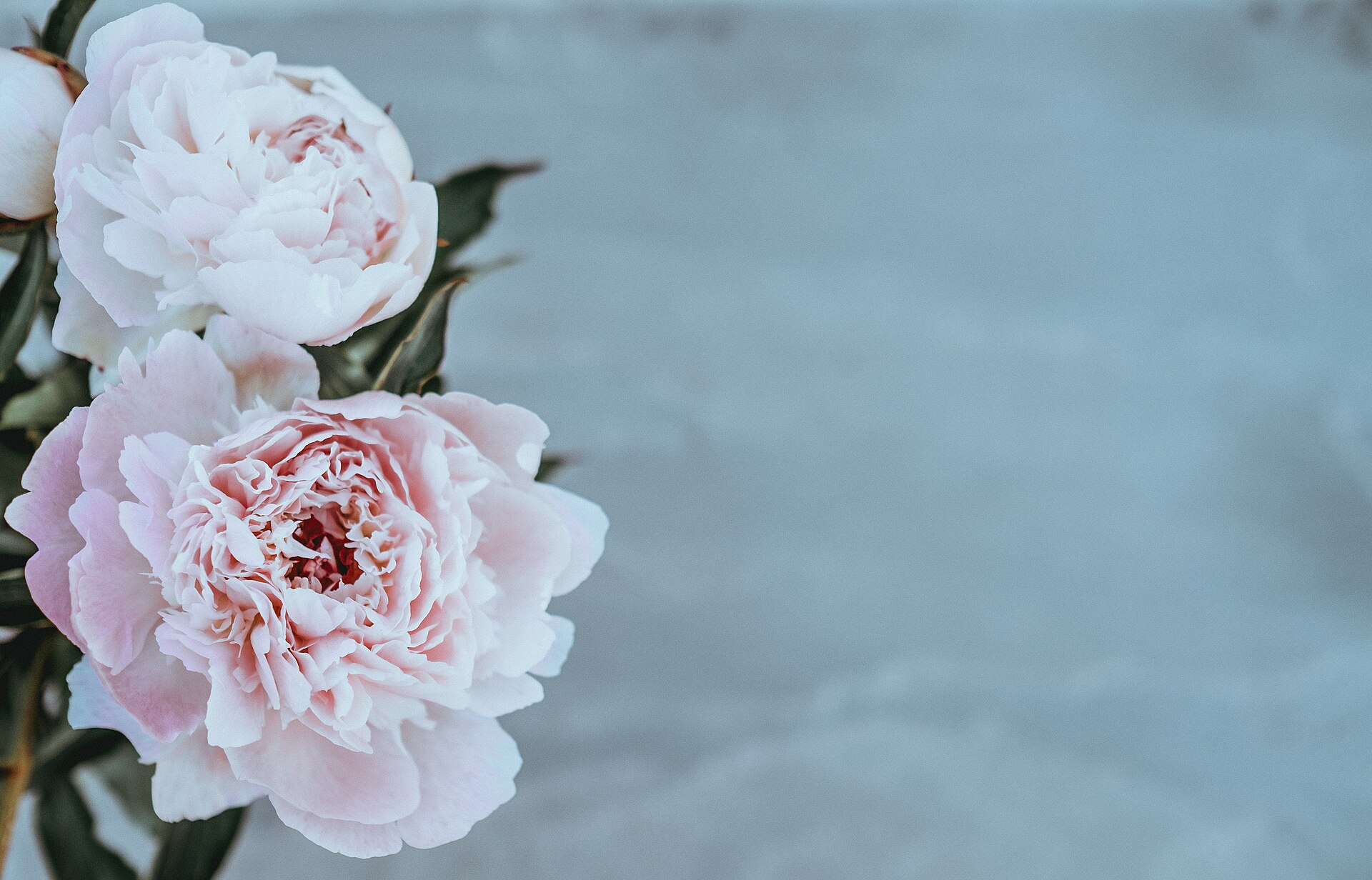 Two pale pink peony blooms